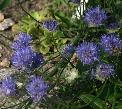 Jasione laevis-moutons bit Scabious-lumière bleue 200 Graines-Vivace