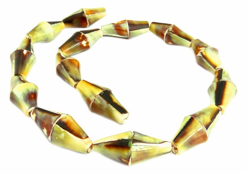Kegelfechterschnecke doppelkegel perlas 30x13mm fabricadas naturaleza perlas Muai 2