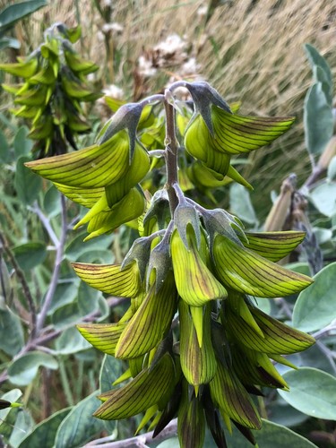 Crotalaria cunninghamii 10 Seeds Regal Birdflower
