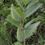 Everwilde Farms Mylar Seed Packet 1 Oz Common Milkweed Wildflower Seeds
