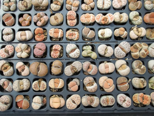Living stones Lithops Variety MIX succulent mesembs stone cactus seed 30 SEEDS