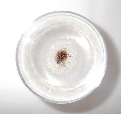 Mongolian Dandelion Flower in 67 mm Clear Dome Paperweight Plant Specimen