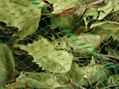 5 betulle fascine con Linden sauna fascine betulle Quast WHISK веник Quast wenik Banja