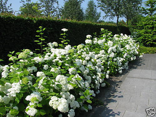 Ballhortensie Hydrangea arborescens /'Annabelle/' Sommer und Herbstblüher 40-60cm