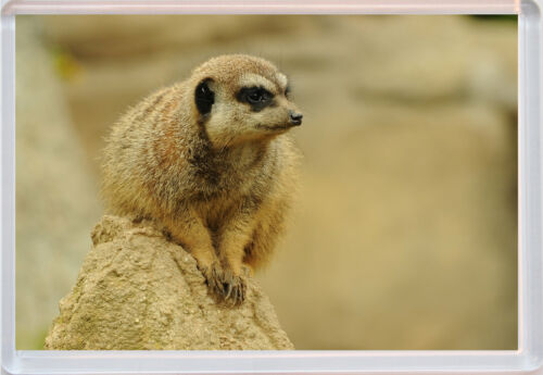 Meerkat cute Fridge Magnet 01