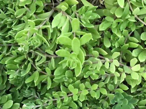 20 Sedum Sarmentosum Creeping Live Plants Fast Growing Perennial 