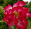 AMERICAN SELLER 10 pcs Desert Rose Flower Adenium obesum Seeds triple red # P 