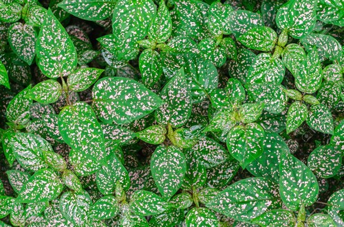 50 Seed Hypoestes Splash Select Beautiful Bonsai Plants Potted Home Decor Garden
