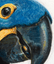 Blank Greetings Card Hyacinth Macaw Ann Richmond Studio