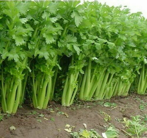 1000 SEEDS Celery Seeds Tall Utah 52-70 NON-GMO Heirloom Gardening 