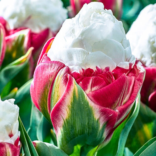 Pack of 5 Premium Tulip /'Ice Cream/' Bulbs Size 11 Pink White