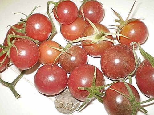 Light Blue Cherry heirloom tomato seeds non-gmo DIFFERENT UNIQUE STRAIN 