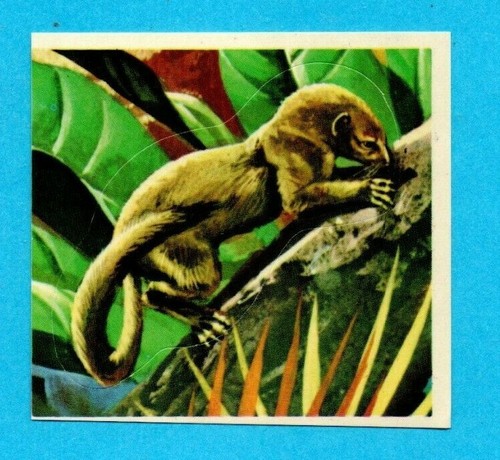 B LO ZOO IN CASA-IMPERIA//COX 1973-FIGURINA a scelta-STICKER at choice-Nuova