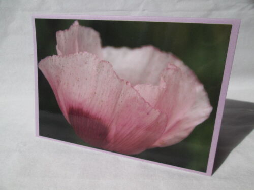 Fotokarte Mohn Blume rosa Grußkarte ohne Text Einladung Glückwunschkarte Karte