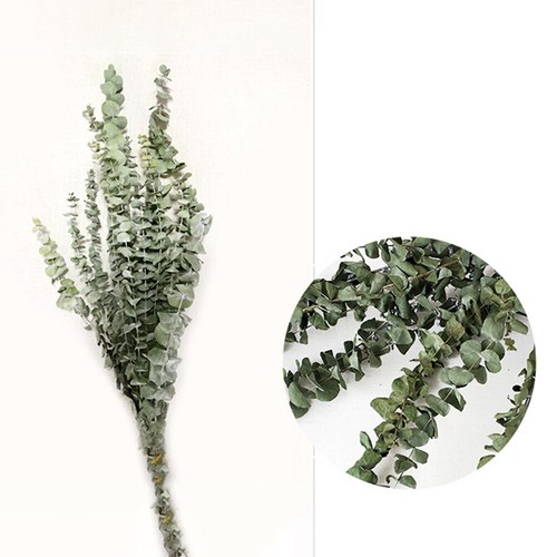 10Pcs Dried Nature Eucalyptus Branches Leaves Flower Arrangement Decor