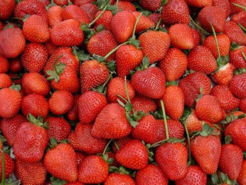 Erdbeeren Mix ROT und WEISS je 25 Samen Ananaserdbeere und Grossfruchtig Rot