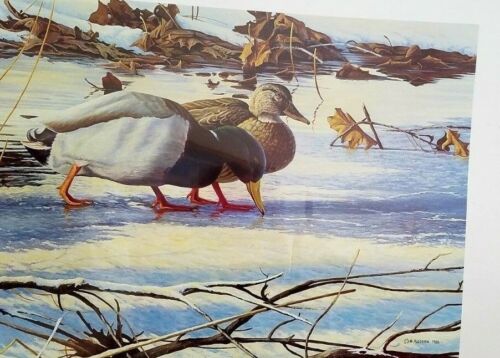 Limited Edition S//N Print /"Winter Light Mallards/" by M Buddan Ducks Mallards