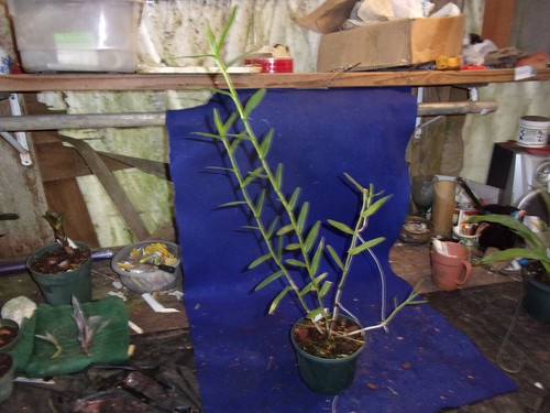 Details about / ORCHID EPIDIDRIM RATICANS ORANGE PLANT 226