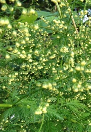 Artemisia annua Annie DOLCE Assenzio Artemisia Annua 100 semi sagewort Qing HAO