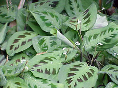 Green Prayer Live Plant Maranta Easy to Grow 4/" Pot Best Gift