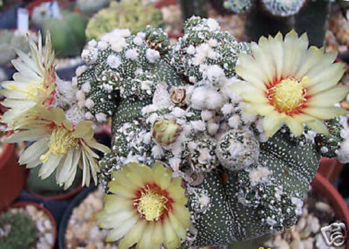 Astrophytum asterias KABUTO montrose rare japan cultivar cactus seed 10 SEEDS