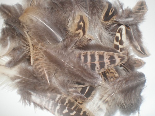 lot de 20 plumes faisane marron