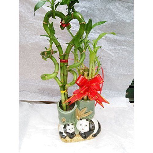 Live 10style Lucky Bamboo Plant Arrangement with Ceramic Panda Vase Best Gift