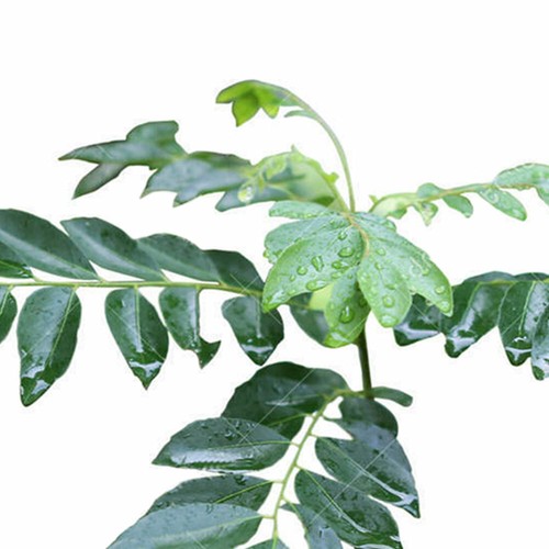 WO/_ 100PCS CURRY LEAF TREE SEEDS PETTED CULINARY HERB PLANT OUTDOOR YARD DECOR N