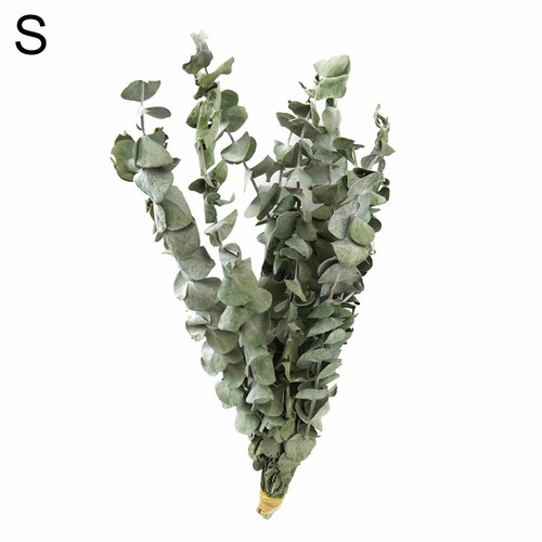 10Pcs Dried Nature Eucalyptus Branches Leaves Flower Arrangement Decor