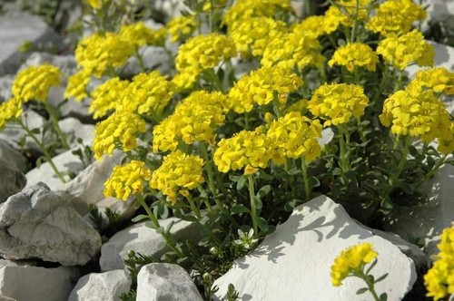 10 Alyssum ovirense Seeds