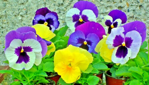 100/1000 Seeds Pansy Amsterdam Giant Mixed Extremely Early