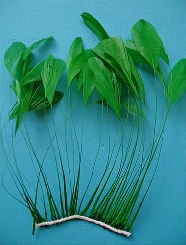 15 Pcs.Kelly Green Stripped Coque Rooster Feathers US Seller