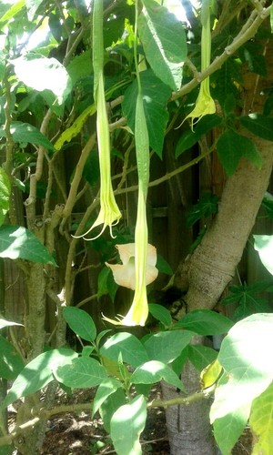 Angel Trumpet Brugmansia Rooted Plant 16/" to 20/" of Stem