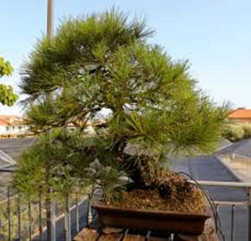 Pinus Thunbergii 10 Seeds * Japanese Black Pine Rare Bonsai Tree