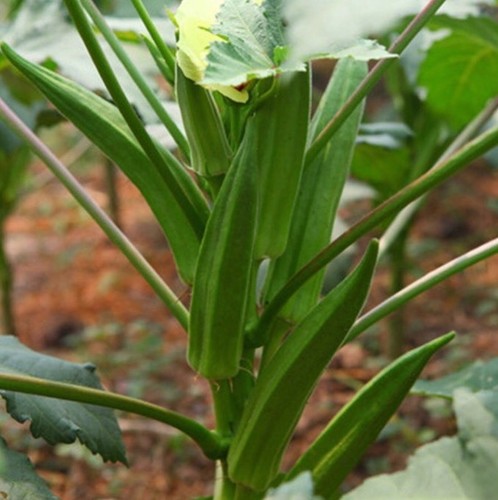 New Arrival Organic 10 seeds Okra Seeds Non GMO Good For Kidney Garden Special