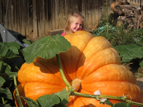 20pcs Atlantic Super Giant Pumpkin Seeds Tasty Organic Vegetables In Home Garden