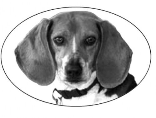 4/"X6 BEAGLE static cling etched glass window decal