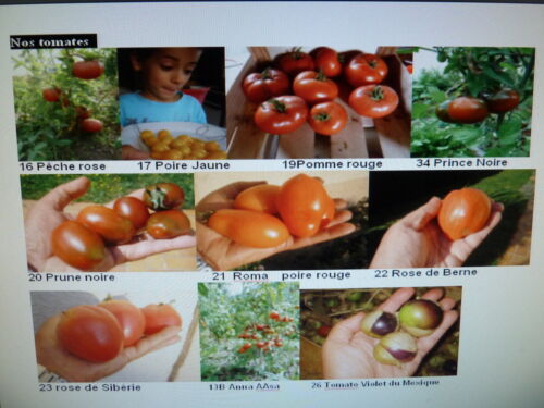 30 graines  semences TOMATES diverses en vrac mélangées seeds Tomato de France 