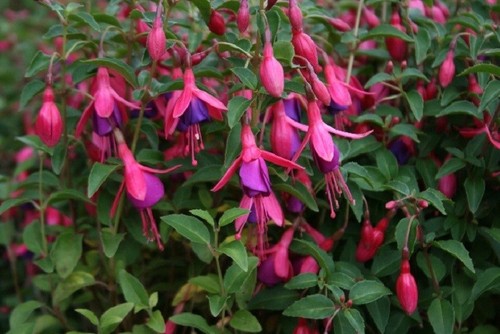 3 x Fuchsia Tom Pouce vertical large PLUG plantes Pré Commande