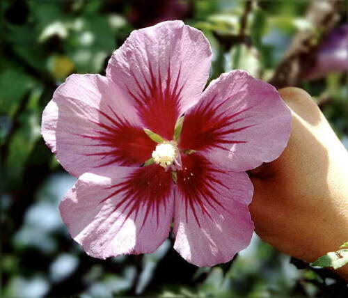 Hibiscus hamabo IN VASO 1L