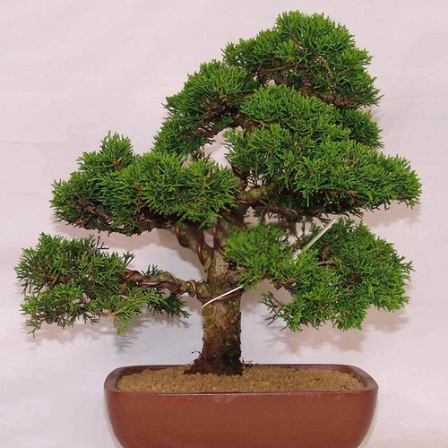 60x//Bag Bonsai Japanese White Pine Samen Pinus Parviflora Grünpflanzen Baum Gift