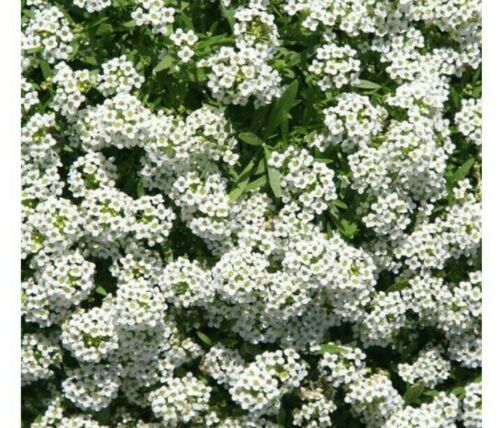 Lobularia maritima White Flower Ground Cover 150 ALYSSUM CARPET OF SNOW SEEDS