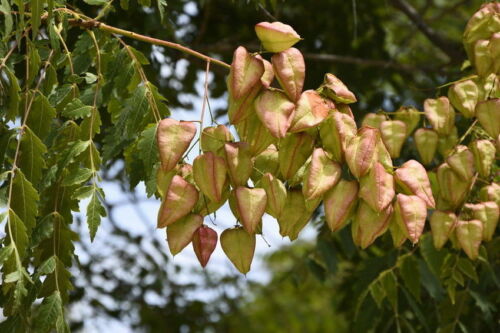 GUT Garten Baum  Samen Rarität seltene Pflanzen Exot Lampion-Baum winterhart 