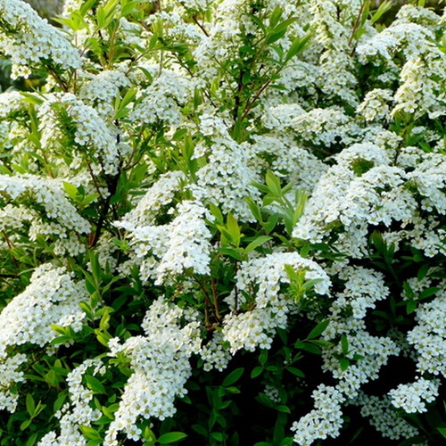 3 X SPIRAEA /'ARGUTA/' BRIDAL WREATH DECIDUOUS SHRUB HARDY GARDEN PLANT IN POT
