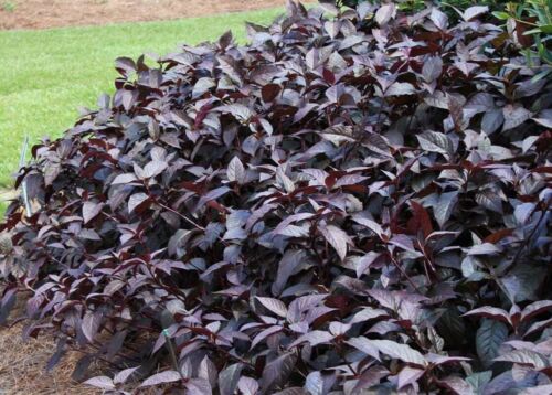 Josephs coat Purple Knight Alternanthera Plant 1 gal. 