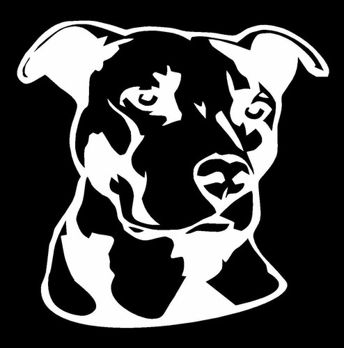 PITBULL FACE BUMPER STICKER DECAL