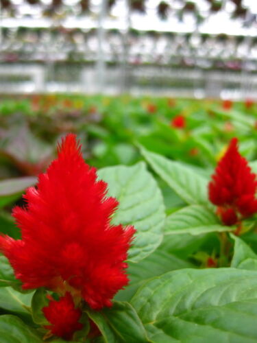 100 RED FOREST FIRE COCKSCOMB CELOSIA Plumosa Seeds