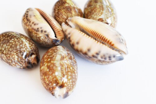 6 Beautiful Arabian Cowrie Shells (Cypraea Arabica) about 2&#034; Beach Crafts Decor.