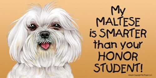 CUTE Car Fridge Dog Magnet 4x8 My MALTESE is SMARTER than your Honor Student