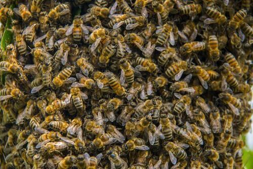 Blumen-Bienen-Blühende Wiese bunte Mischung Samen für ca 6-8 qm 1Portion